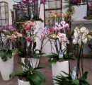 Ausstellung-Orchideen-Phalaenopsis
