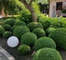 Buchbaumkugeln im Garten