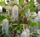 Orchideen-Bulbophyllum-Medusae