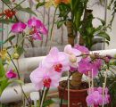 Orchideen-Phalenopsis
