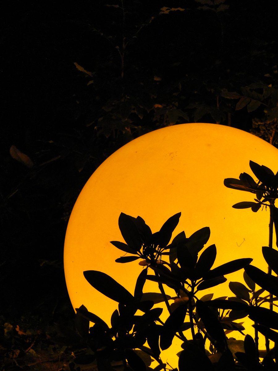 Große leuchtende Kugel hinter den Silhouetten eines Rhododendron