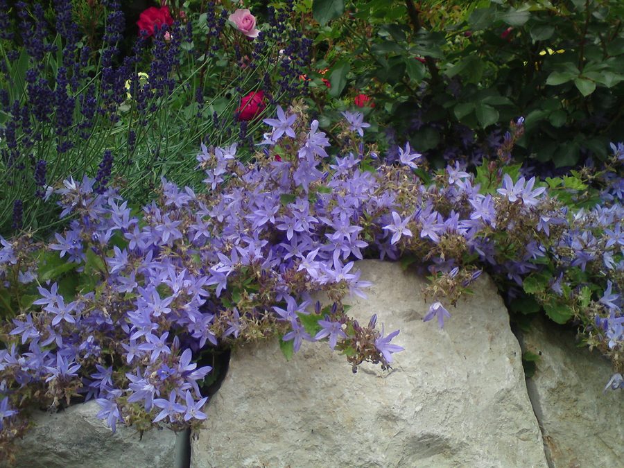 Glockenblumen auf einer Natursteinmauer